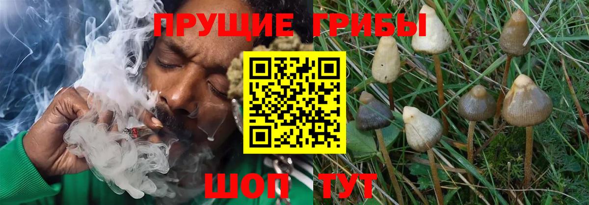 Псилоцибиновые грибы Psilocybine cubensis  Вход с VPN  Псилоцибиновые грибы GOLDEN TEACHER  Обь 